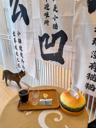 贵阳！！新发现...绝佳撸猫点