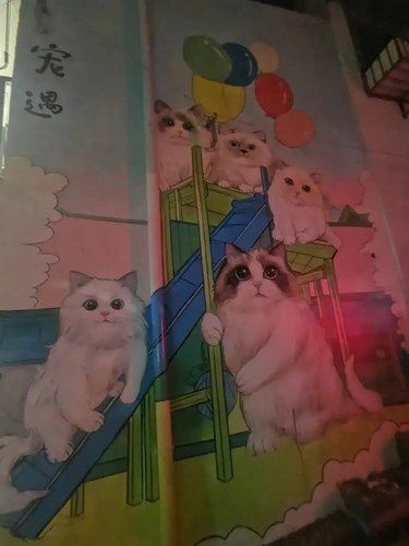 闹市区的宝藏撸猫店
