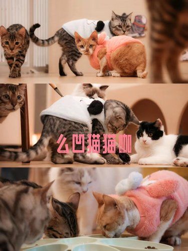 猫咪的温柔治愈力