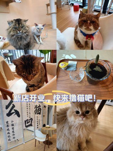 新开业宝藏猫咖！体验升级啦～