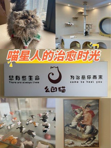 放松喵～心情也融化