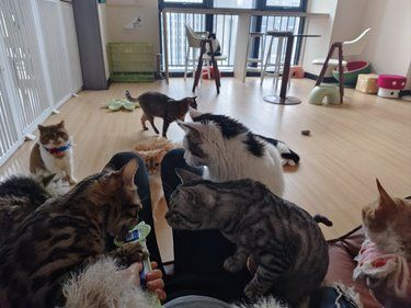 猫咪快乐时光记