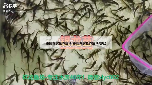 泰国观赏鱼养殖场(泰国观赏鱼养殖场地址) 祥龙鱼场