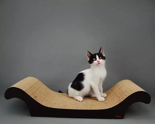训练猫咪使用猫抓板的方法（从选择猫抓板到正确引导，让您的宠物享受抓挠乐趣）