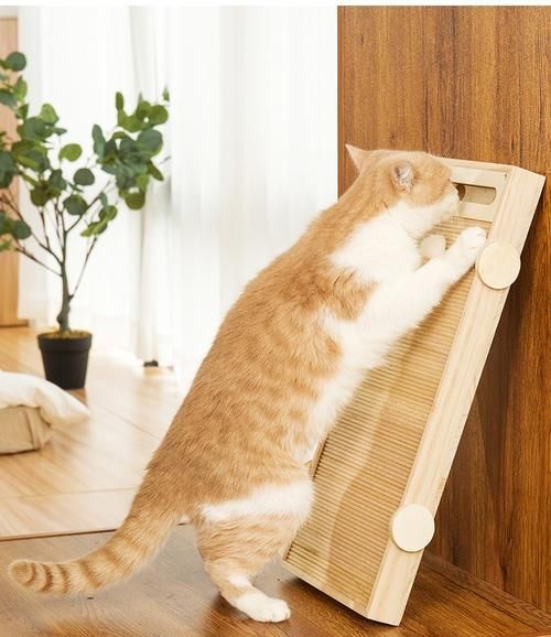 训练猫咪使用猫抓板的方法（从选择猫抓板到正确引导，让您的宠物享受抓挠乐趣）