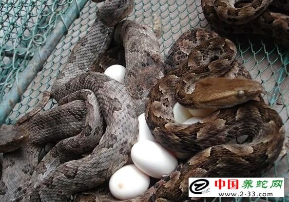 种蛇饲养之蛇的交配