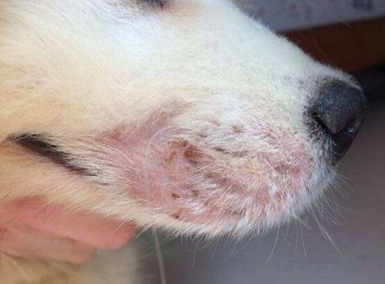 狗狗皮肤病的常见类型与家庭治疗方法