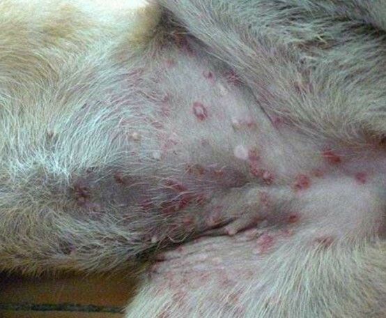 狗狗皮肤病的常见类型与家庭治疗方法