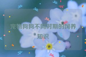 宠物狗狗不同时期的饲养知识