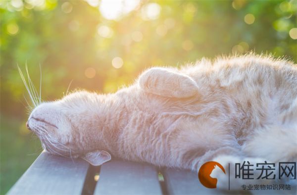 十种简单的自制猫咪食谱 吃什么便宜又健康