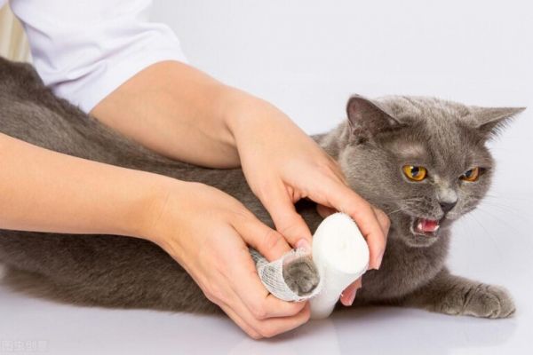 猫咪受伤了怎么办?猫咪伤口的处理方法