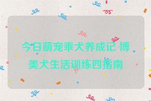 今日萌宠乖犬养成记 博美犬生活训练四指南