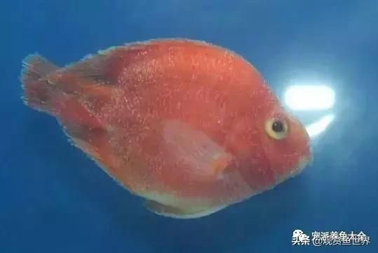 五种常见鱼病防治指南/观赏鱼世界（技术/鱼病）