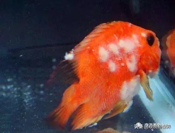 五种常见鱼病防治指南/观赏鱼世界（技术/鱼病）