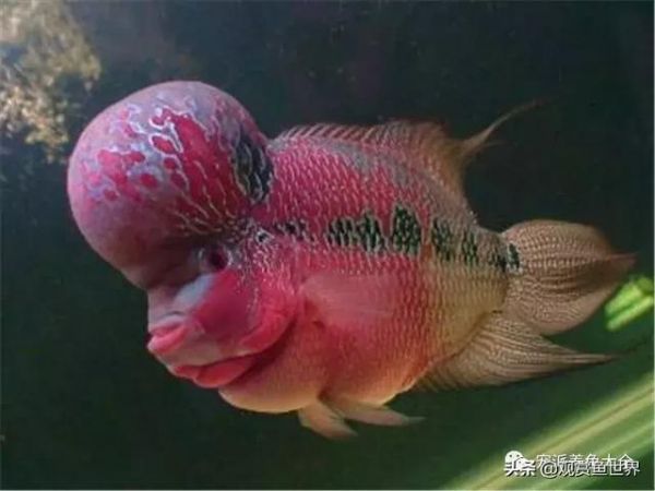 五种常见鱼病防治指南/观赏鱼世界（技术/鱼病）