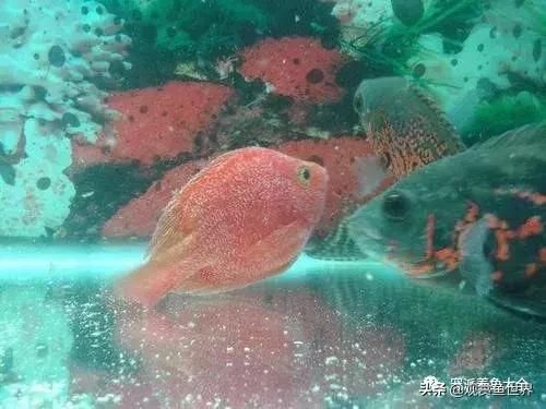 五种常见鱼病防治指南/观赏鱼世界（技术/鱼病）