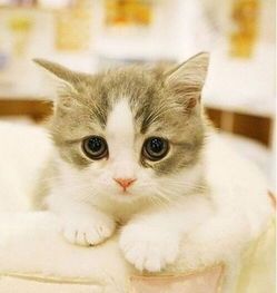 猫脱水后如何在家快速补水？ 猫咪拉肚子可以喝一点午时茶颗粒吗？