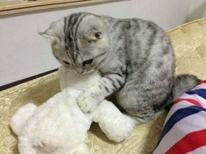 猫脱水后如何在家快速补水？ 猫咪拉肚子可以喝一点午时茶颗粒吗？