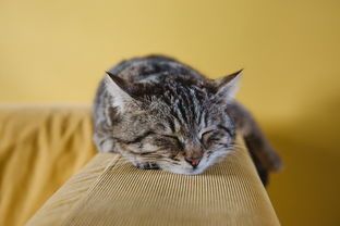 猫脱水后如何在家快速补水？ 猫咪拉肚子可以喝一点午时茶颗粒吗？