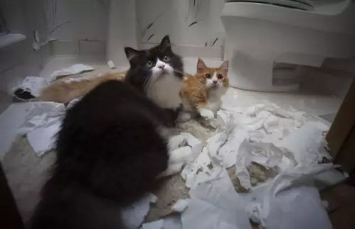 猫脱水后如何在家快速补水？ 猫咪拉肚子可以喝一点午时茶颗粒吗？