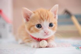 猫脱水后如何在家快速补水？ 猫咪拉肚子可以喝一点午时茶颗粒吗？