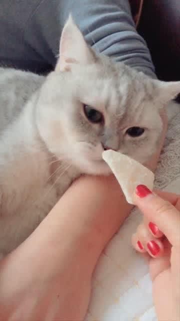 猫喜欢吃甜食的原因