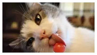 猫吃得出甜味吗?