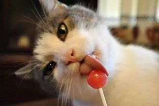 猫咪爱吃甜食吗?