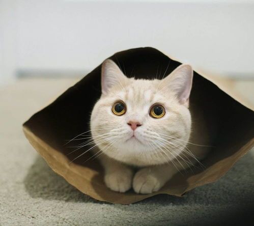 猫咪是否能吃到甜的食品?