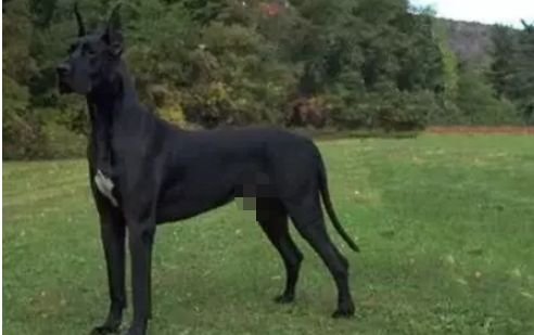 大型犬有哪几种