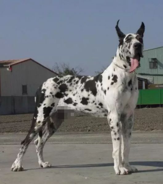 大型犬有哪几种