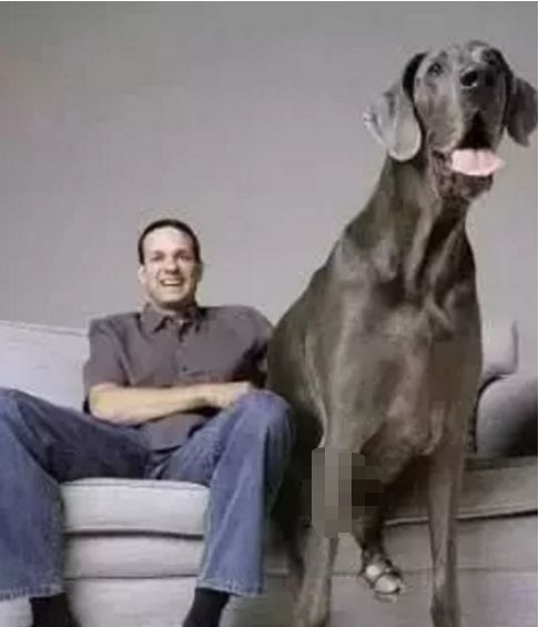 大型犬有哪几种