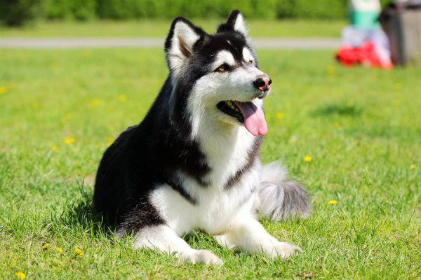 大型犬的品种有哪些