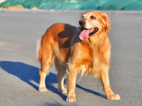 大型犬的品种有哪些