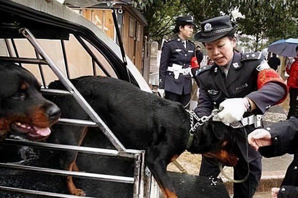 大型犬的品种有哪些