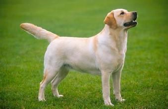 大型犬的品种有哪些