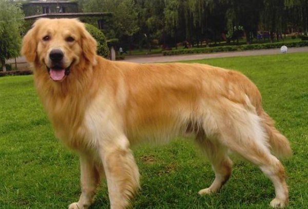 大型犬的品种有哪些