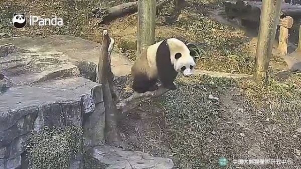 为了证明我是园里最厉害的熊孩子……