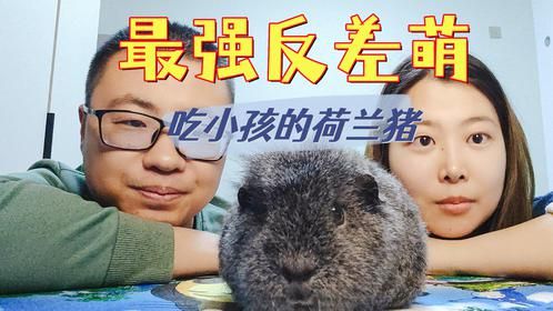 最强反差萌，荷兰猪为什么吃崽，原因很简单但却被忽略