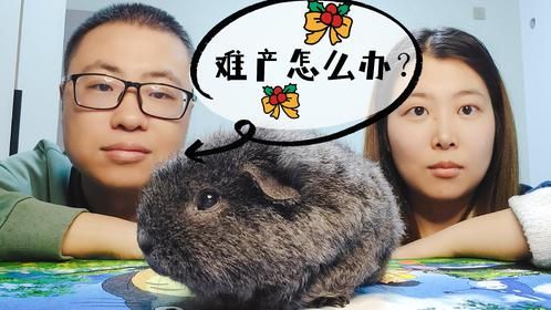 荷兰猪难产怎么办？从正胎位，扯犊子到剖腹产为什么不能哺乳