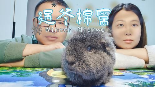 小宠暖冬计划，荷兰猪的最适生活温度，该如何选择过冬棉窝？