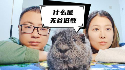 荷兰猪豚鼠粮的成分内涵，什么是无谷低敏？真有那么健康吗？