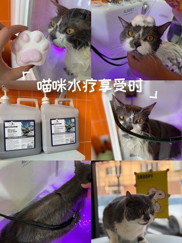专属的皮毛调理