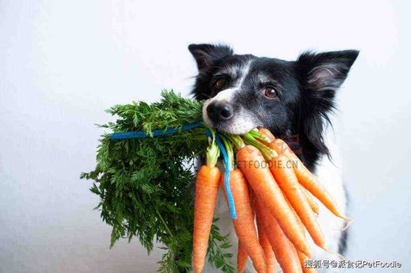 宠物吃“素”真的会火?