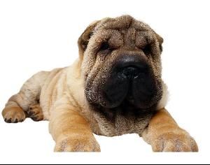 沙皮犬的褶皱：揭秘其独特魅力！