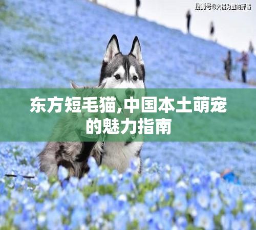 东方短毛猫,中国本土萌宠的魅力指南