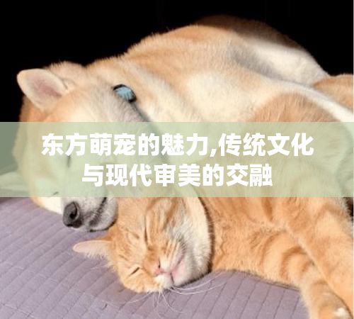 东方萌宠的魅力,传统文化与现代审美的交融