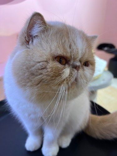 猫咪天地～宠物乐园