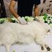 潍坊宠物火化服务中心,潍坊宠物殡仪馆