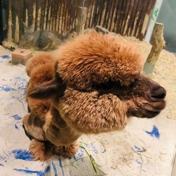 萌宠乐园——适合各类可爱动物的天堂